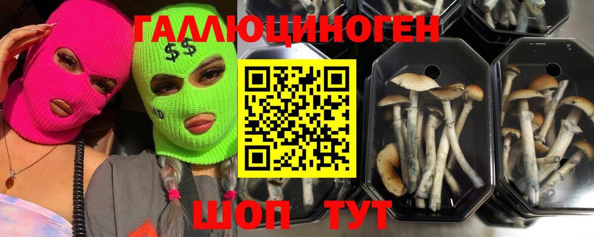 Псилоцибиновые грибы GOLDEN TEACHER Северобайкальск